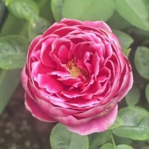 Japanese Mary Rose Plant|日本玛丽 - 图片 10