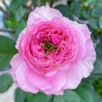 Jardin Parfumen Amoureuse Rose