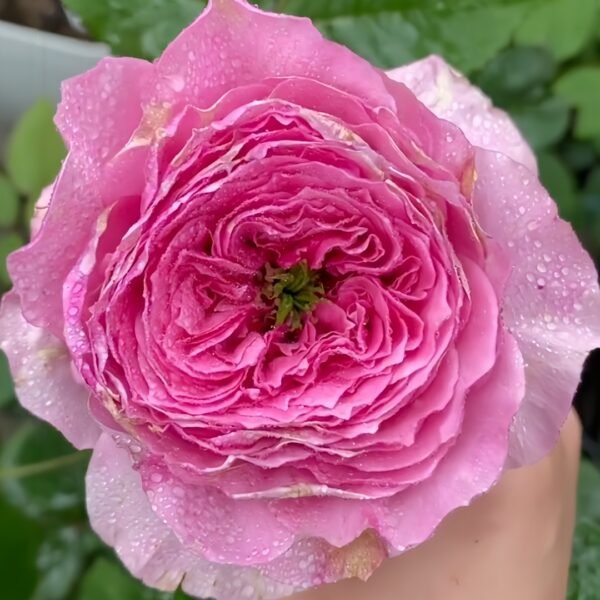 Jardin Parfumen Amoureuse Rose