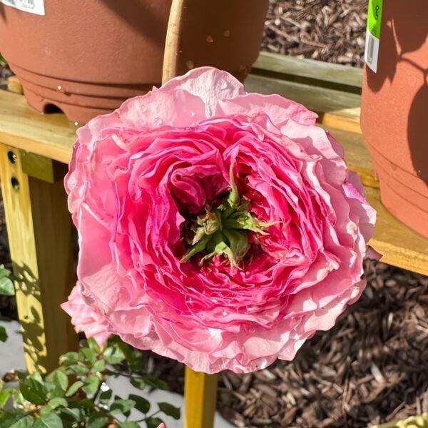 Jardin Parfumen Amoureuse Rose