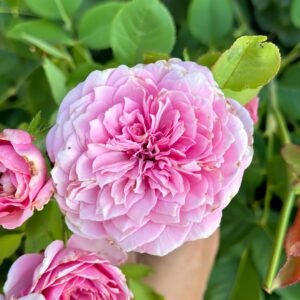 Jardin Parfumen Amoureuse Rose