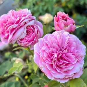 Jardin Parfumen Amoureuse Rose