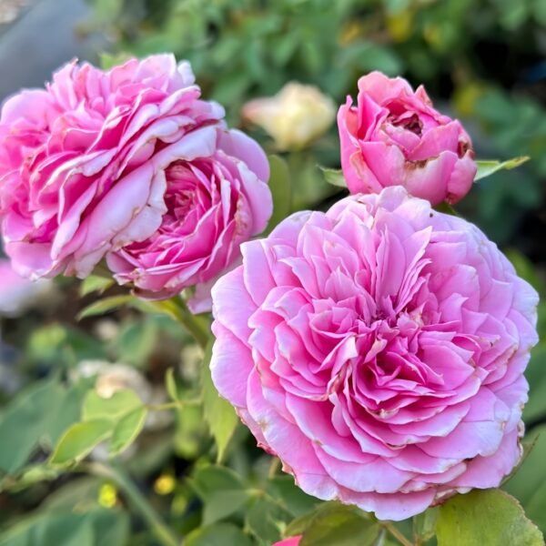 Jardin Parfumen Amoureuse Rose