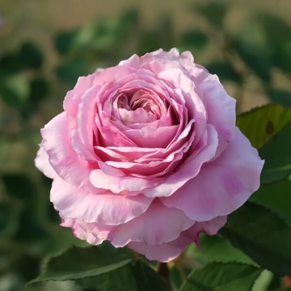 Jardin Parfumen Amoureuse Rose