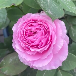 Jardin Parfumen Amoureuse Rose