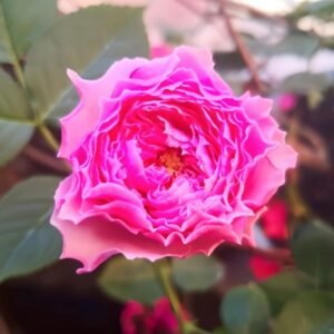 Jardin Parfumen Amoureuse Rose