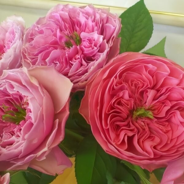 Jardin Parfumen Amoureuse Rose