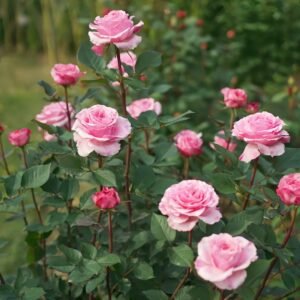 Jardin Parfumen Amoureuse Rose
