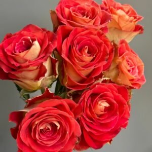 Kayn Rose Plant｜凯隐玫瑰 - 图片 8