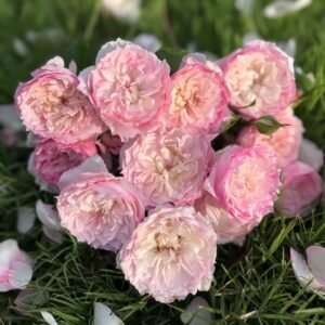 Le Rire Rose Plant｜乐咲 - 图片 10