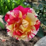 Maurice Utrillo Rose