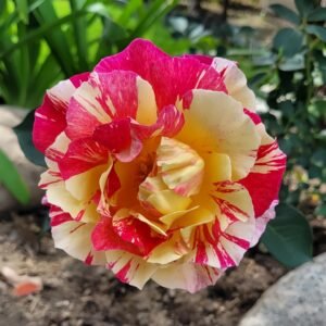 Maurice Utrillo Rose