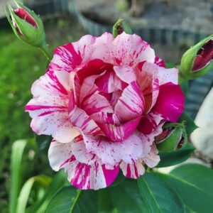 Maurice Utrillo Rose