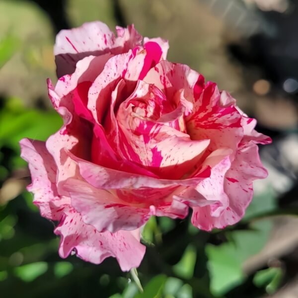 Maurice Utrillo Rose