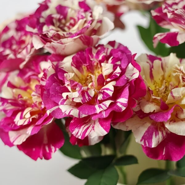 Maurice Utrillo Rose