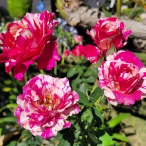 Maurice Utrillo Rose