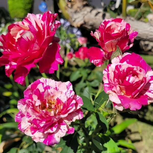 Maurice Utrillo Rose