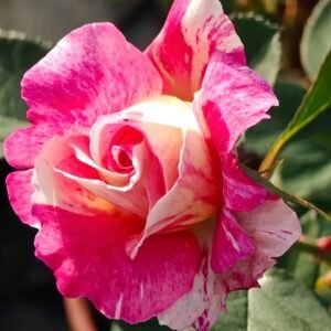 Maurice Utrillo Rose