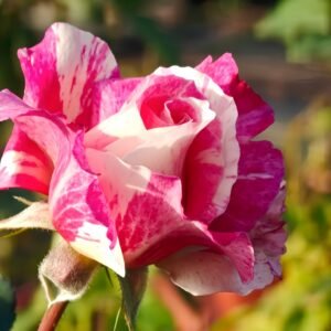 Maurice Utrillo Rose