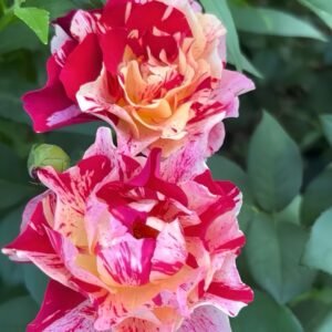 Maurice Utrillo Rose