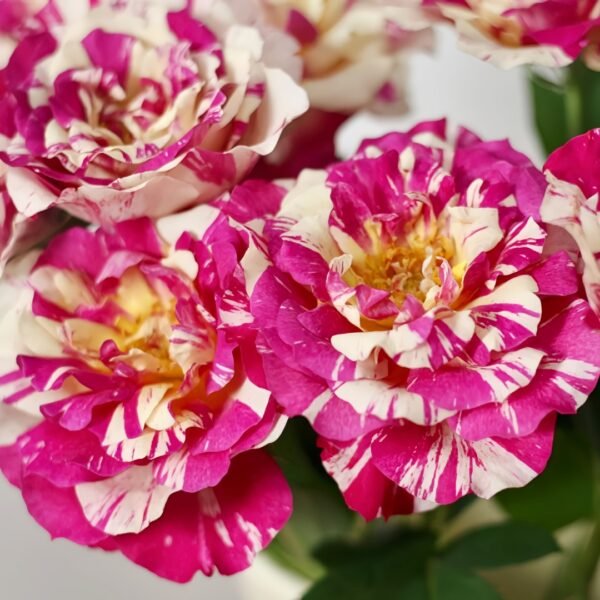 Maurice Utrillo Rose