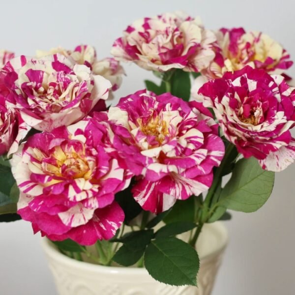 Maurice Utrillo Rose