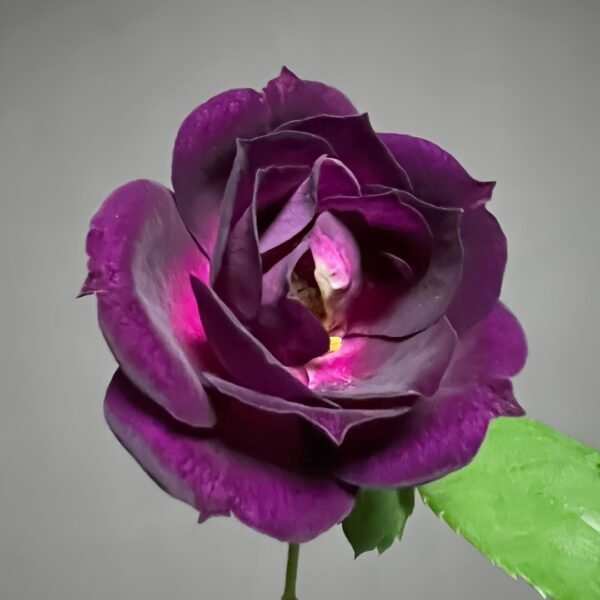 Midnight Blue Rose