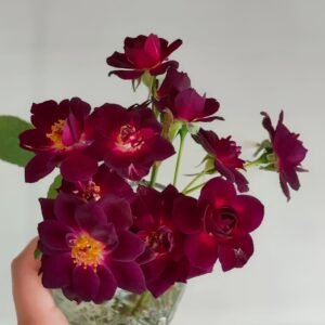Midnight Blue Rose Plant|午夜深蓝 - 图片 10