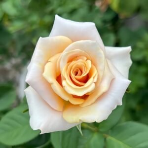 Mother of Pearl Rose