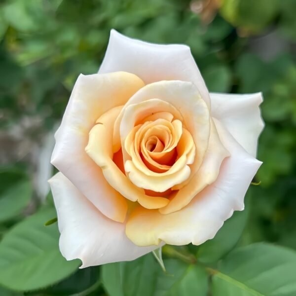Mother of Pearl Rose