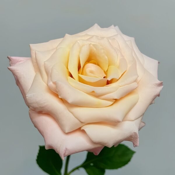 Mother of Pearl Rose