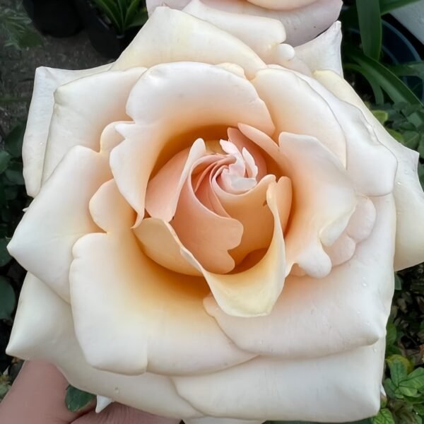 Mother of Pearl Rose