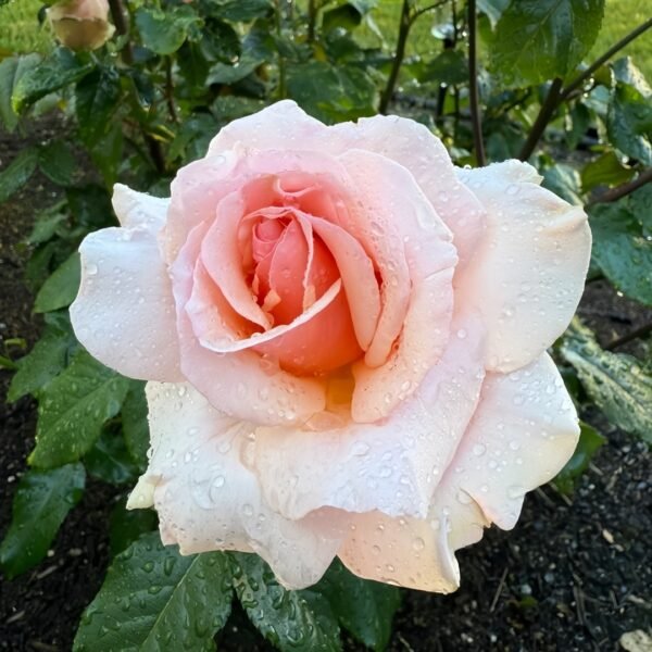 Mother of Pearl Rose