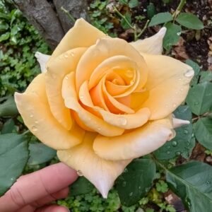 Mother of Pearl Rose