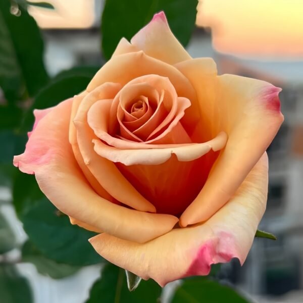 Mother of Pearl Rose