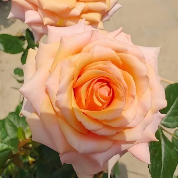 Mother of Pearl Rose