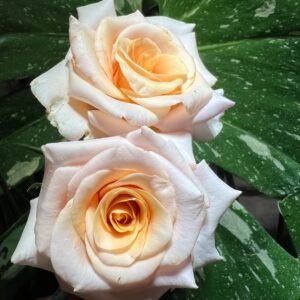 Mother of Pearl Rose