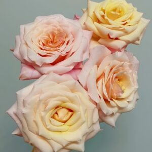 Mother of Pearl Rose