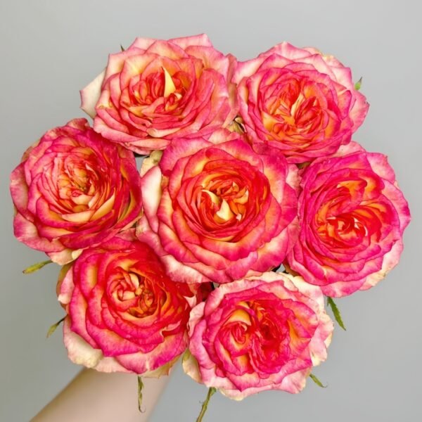 Norwegian Forest Rose