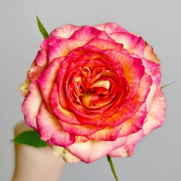 Norwegian Forest Rose