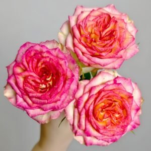 Norwegian Forest Rose