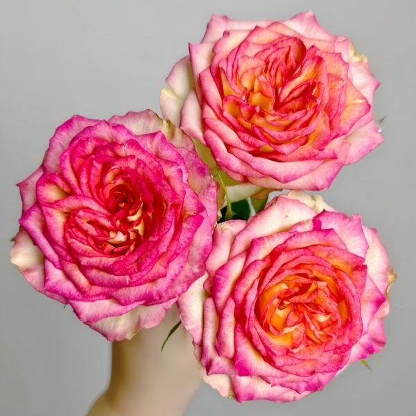 Norwegian Forest Rose