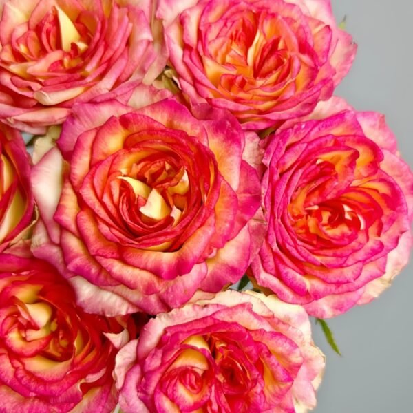 Norwegian Forest Rose