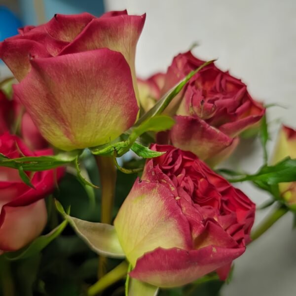 Norwegian Forest Rose