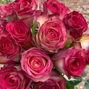 Norwegian Forest Rose