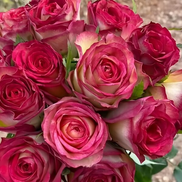 Norwegian Forest Rose