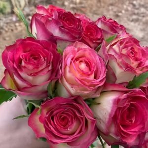 Norwegian Forest Rose Plant|挪威森林 - 图片 7