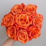 Orange Party Rose