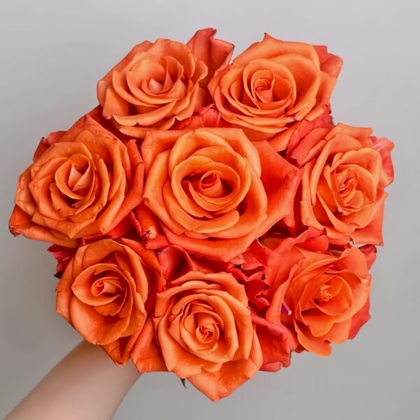 Orange Party Rose