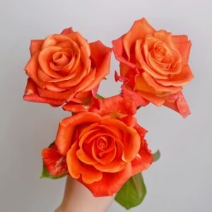 Orange Party Rose